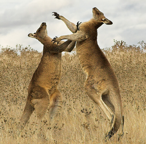 boxing-kangaroo